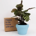 Home-Studyo-homeware-planter-sky-2_800x